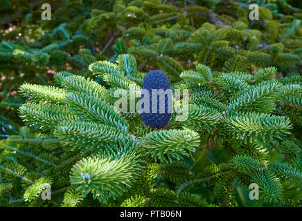 A Fir Conesof the Delavays Fir, Abies delavayi standing upright on the branches of the Tree at the St Andrews Botanic Gardens in Fife, Scotland. Stock Photo