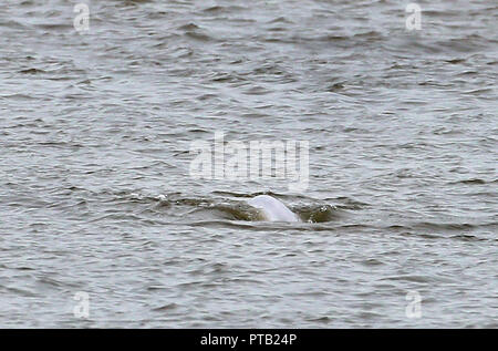 A beluga whale nicknamed 'Benny' by the media, continues to cause interest in the River Thames near Gravesend in Kent, as experts have said he cannot be netted to set him free as it is too high risk. Stock Photo