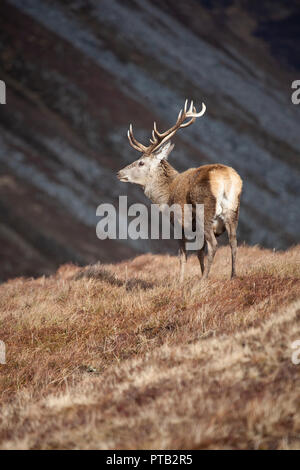 Red Deer stag Cervus elaphus with large antlers in the Scottish Highlands on a bleak and wet winter day