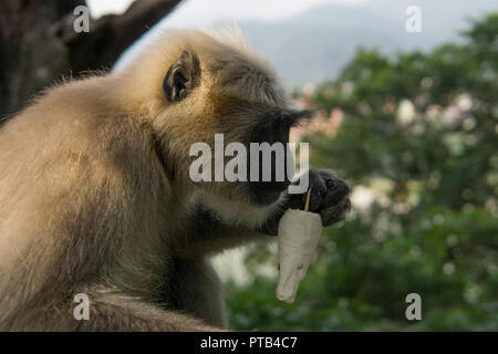 Hanuman Langur Monkey with Ice-Cream Stock Photo