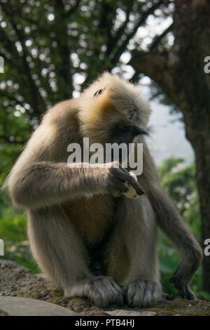 Hanuman Langur Monkey with Ice-Cream Stock Photo