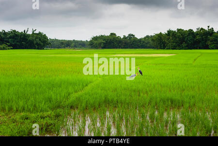 Adjutant storks feed in lush green paddy field after monsoon rains under overcast sky near Jorhat, Assam, India. Stock Photo