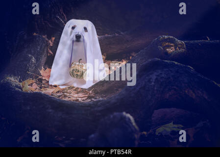 Dog under white blanket costume of cute ghost holding Halloween Jack-o-lantern carved pumpkin on nose Stock Photo