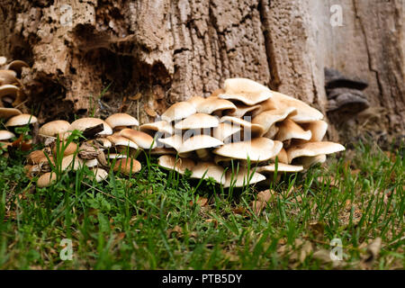 Wild mushrooms fungi growing on an old dead tree Stock Photo