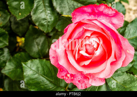 Pink rose. Rancho Queimado, Santa Catarina, Brazil. Stock Photo