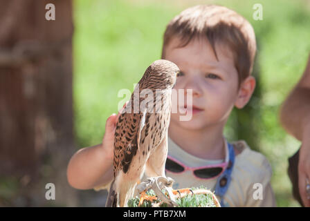 Child boy with wounded Lesser kestrel at bird rescue center. Environmental education for children concept