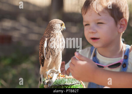 Child boy with wounded Lesser kestrel at bird rescue center. Environmental education for children concept