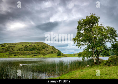 Evening scene with dark clouds over the lake, swan swimming, lone tree at water's edge with bulrushes, peaceful evening scene, lakeside. Stock Photo