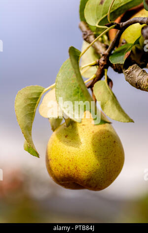 Pear hanging from the tree in an english garden Stock Photo