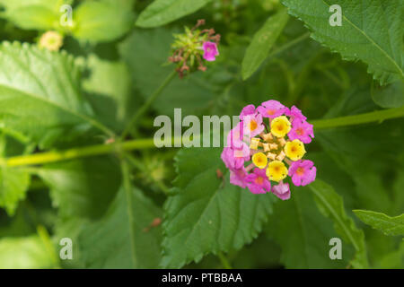 Lantana Camera, Wild Sage Plant Stock Photo
