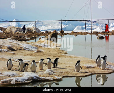 Adelie penguins walking on snow around the polar station. Sunny day. Close-up. Antarctic. Stock Photo