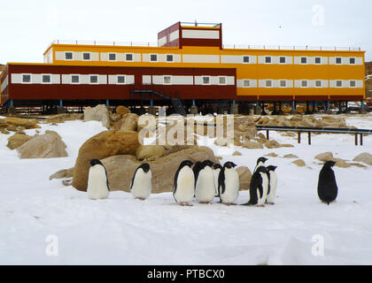 Adelie penguins walking on snow around the polar station. Sunny day. Close-up. Antarctic. Stock Photo