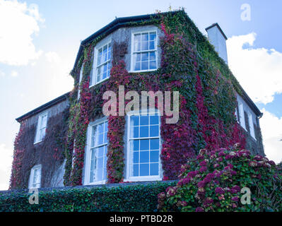 Virginia creeper Parthenocissus quinquefolia turning red in autumn colour or color climbing up a house wall. Stock Photo