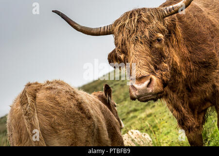 Close up of two Scottish highland cattle in the rain, Isle of Skye, Scotland, UK Stock Photo