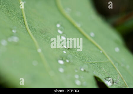 water drops on a leaf macro Stock Photo