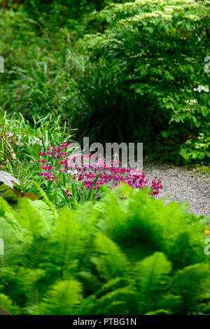 Matteuccia struthiopteris,Shuttlecock,ostrich fern,ferns,lime green,fronds,dimorphic,sterile,shade,shady,shaded,primula japonica millers crimson,wood, Stock Photo