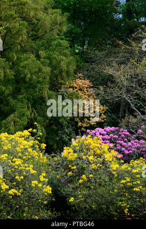 Rhododendron luteum,yellow azalea,honeysuckle azalea,wood,woodland,tree,shrub,shrubs,altamont gardens,corona north,carlow,RM Floral Stock Photo