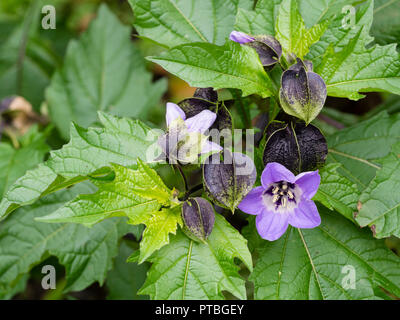 Inflated dark buds and blue flower of the hardy annual 'Apple of Peru, Nicandra physalodes Stock Photo