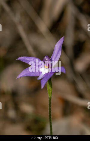 Glossodia major, Blue Wax-lip Orchid Stock Photo