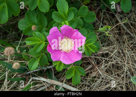 Bright pink wild rose with single petals against attractive foliage in a hedgerow. Rosa rugosa. Stock Photo