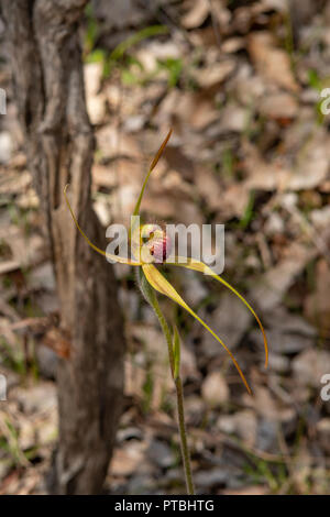 Caladenia pectinata, King Spider Orchid Stock Photo