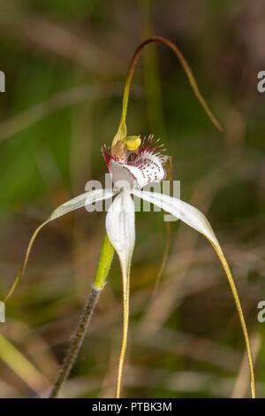 Caladenia longicauda ssp. calcigena, Coastal White Spider Orchid Stock Photo