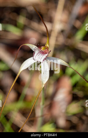 Caladenia longicauda ssp. calcigena, Coastal White Spider Orchid Stock Photo