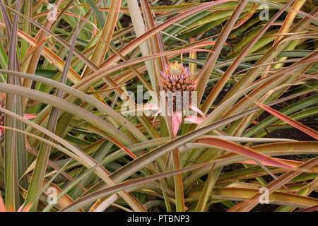 Baby Pineapple Plant Stock Photo