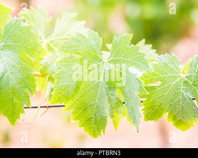 Vines after rain in a vineyard in Alentejo wine region, Portugal Stock Photo