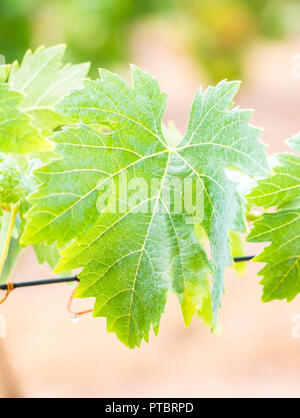 Vines after rain in a vineyard in Alentejo wine region, Portugal Stock Photo