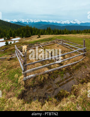 Spring Carpathian mountains landscape with snow-covered tops of Chornohora ridge in far, Ukraine.  Fenced farming area with water spring and drinker.  Stock Photo