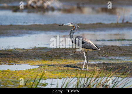 A Tri Colored Heron, Egretta tricolor, stands alone in a marsh with colorful algae and water. Stock Photo