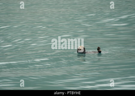 Cute sea otter floating on his back in teal water in Resurrection Bay in Kenai Fjords National Park Stock Photo