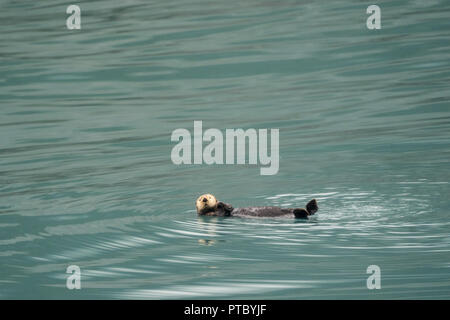 Cute sea otter floating on his back in teal water in Resurrection Bay in Kenai Fjords National Park Stock Photo