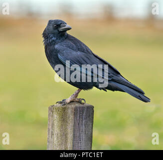 Carrion Crow Corvus corone in Meadow feeding Stock Photo