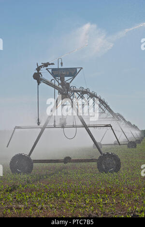 Center-pivot crop irrigation system distributes water to a corn crop in North Central Florida. Stock Photo