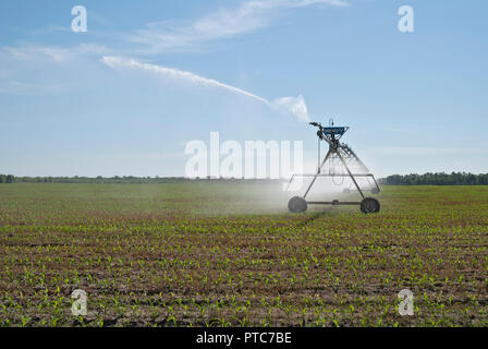 Center-pivot crop irrigation system distributes water to a corn crop in North Central Florida. Stock Photo