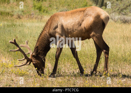 Elk Male Wapiti eating - Yellowstone National Park Stock Photo