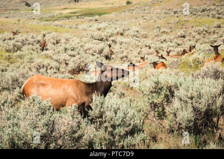 Female Elk Wapiti - Yellowstone National Park Stock Photo