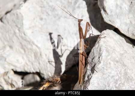 Brown european mantis on the white background in autumn Stock Photo