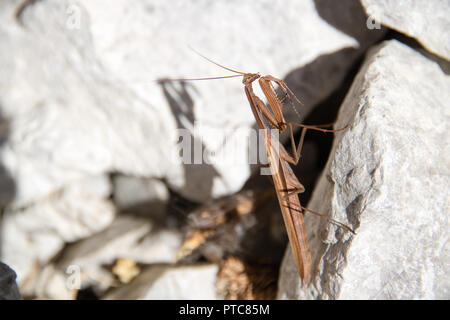 Brown european mantis on the white background in autumn Stock Photo