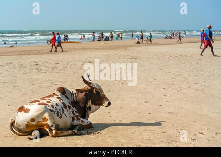 A Indian sacred white and brown spotted cow casually rests on a busy popular sandy beach in Goa, India. Stock Photo