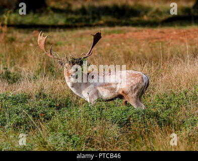 Fallow Deer (Dama dama) Stock Photo