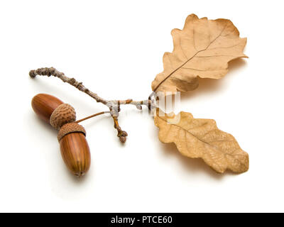 On a white background are two acorns and oak leaves, October Stock Photo