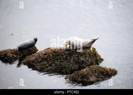 Two curious and cute Pacific harbor seals, one grey and one white and brown, resting on a rock in the sea in Horseshoe Bay, BC, Canada Stock Photo