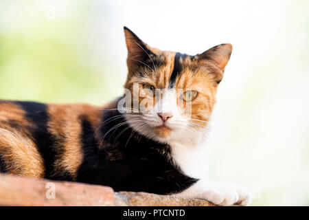 Calico cat face closeup outside green garden lying on brick wall fence, scary, angry, mean eyes looking straight at camera front, in Perugia, Umbria,  Stock Photo