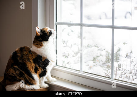 Female, cute calico cat on windowsill window sill looking up at birds staring through glass outside with winter snow Stock Photo