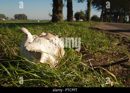 Giant puffball growing next to a country road. Stock Photo