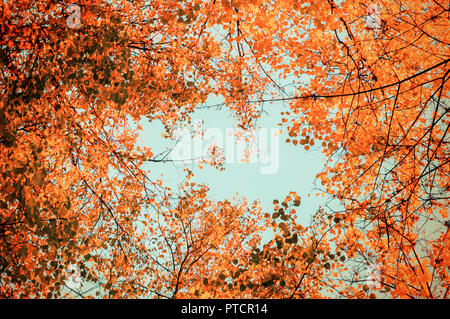 Autumn tree tops- orange autumn trees tops against blue sky. Autumn trees branches against blue sky in sunny autumn weather Stock Photo