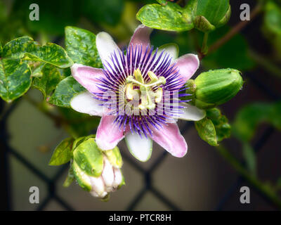 A single bloom of passion flower.